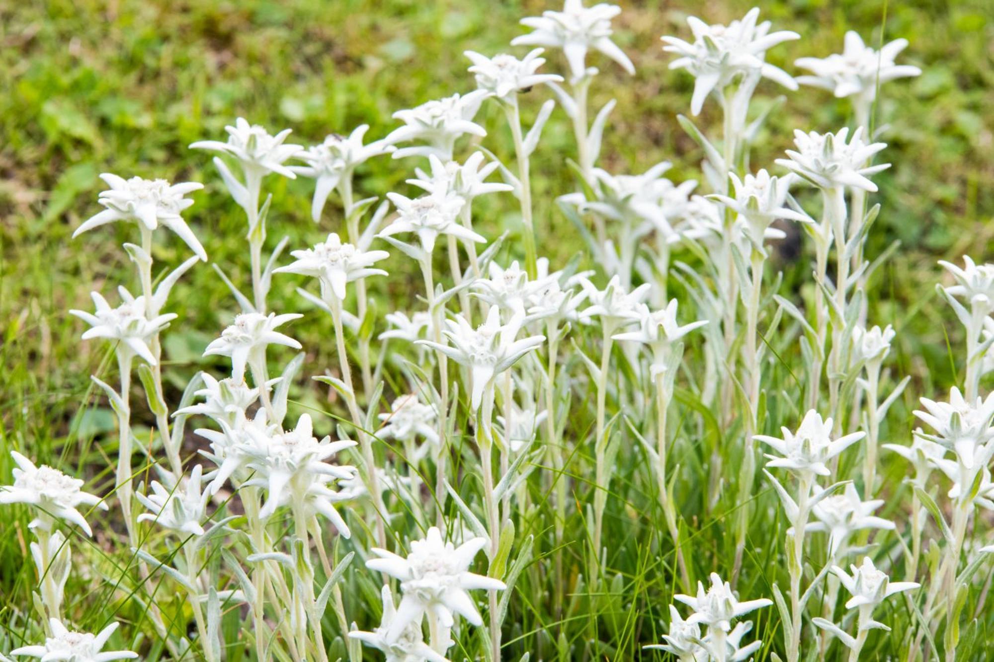 Appartamento Achillea Rhemes-Saint-Georges Esterno foto
